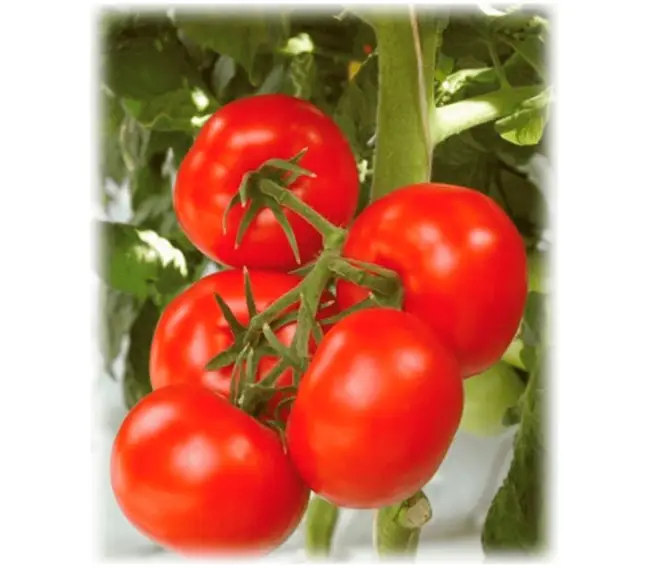 Устойчивые альтернариозу сорта томатов