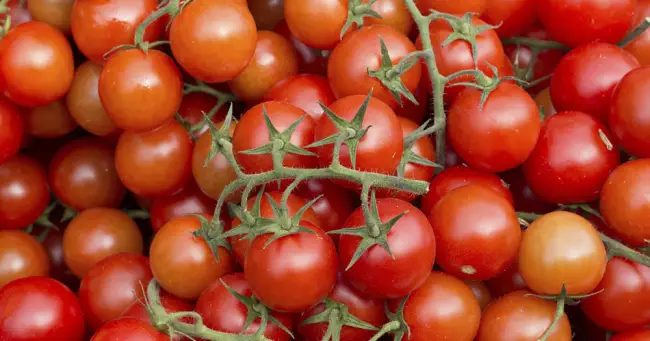 Характеристика помидор Красная Шапочка