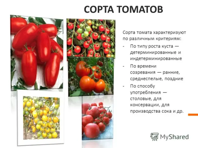 Рейтинг сортов по характеристикам и размерам плодов