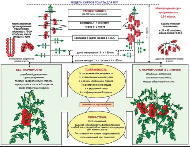 Открытый грунт детерминантный сорт. Схема удобрения томатов. Стадии развития рассады томатов. Схема подкормки тепличных томатов. Схема пасынкования томатов.