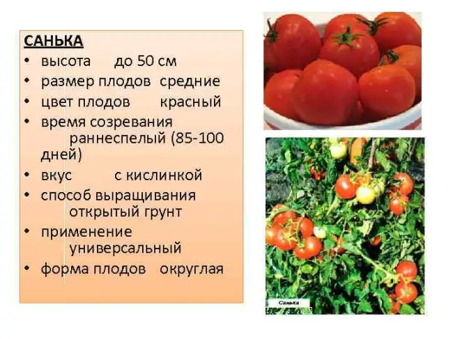 Выращивание томата Шеф Губерт, рекомендации по посадке и уходу