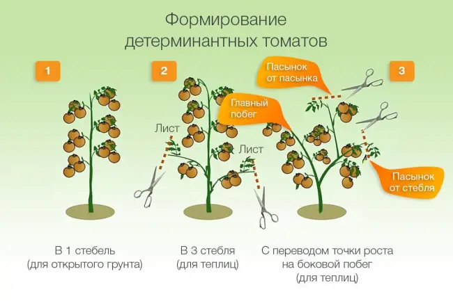 Особенности выращивания помидоров Гармошка, посадка и уход