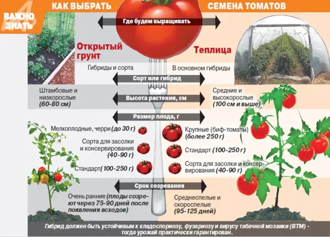 Особенности выращивания, посадка и уход