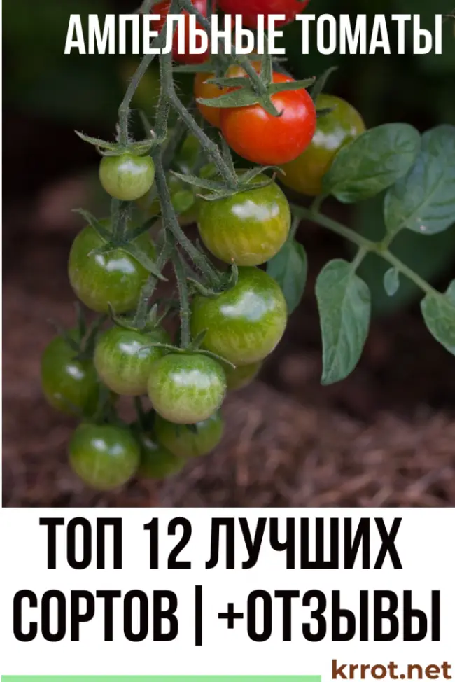 Описание и характеристика томата Садовая жемчужина, отзывы, фото