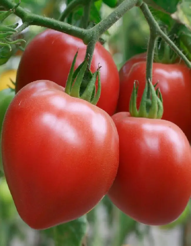 Уход за томатом до периода плодоношения