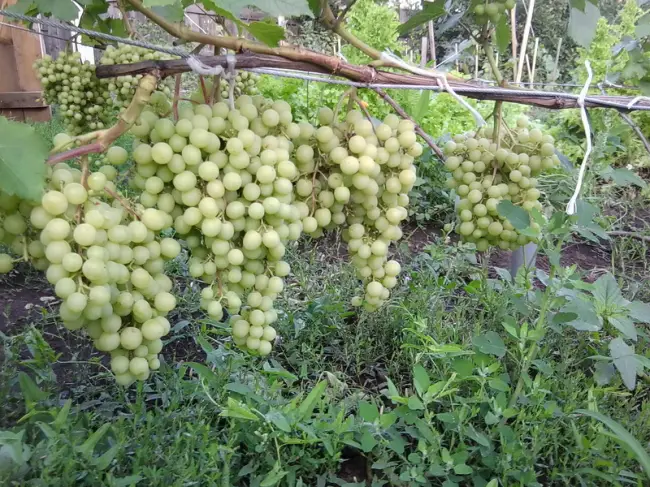 Размножение и посадка