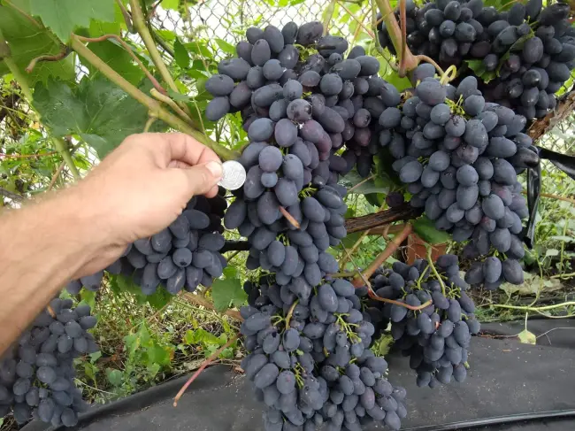 Посадка винограда Кодрянка