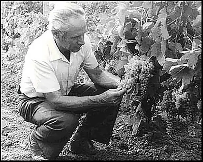 Сорт винограда Ливадийский черный, описание сорта с характеристикой и отзывами, а также особенности посадки и выращивания, фото