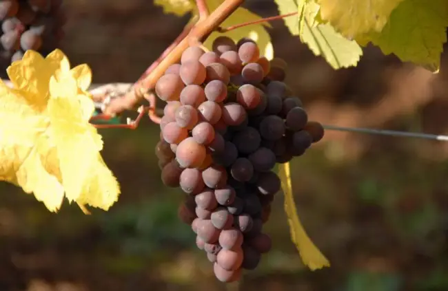 Описание сорта винограда Пино