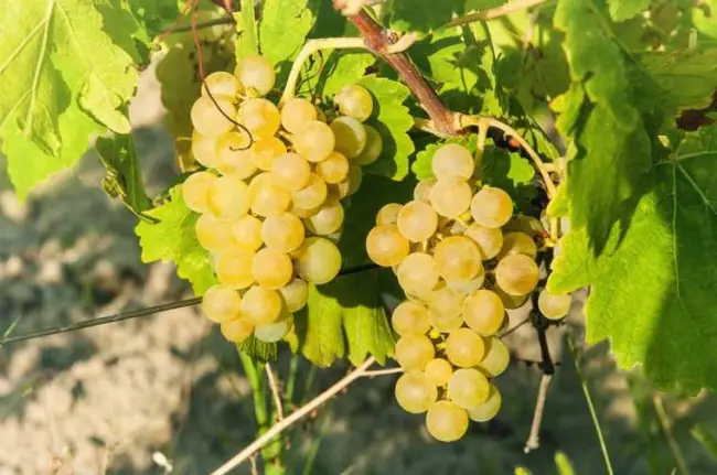 Характеристика винограда