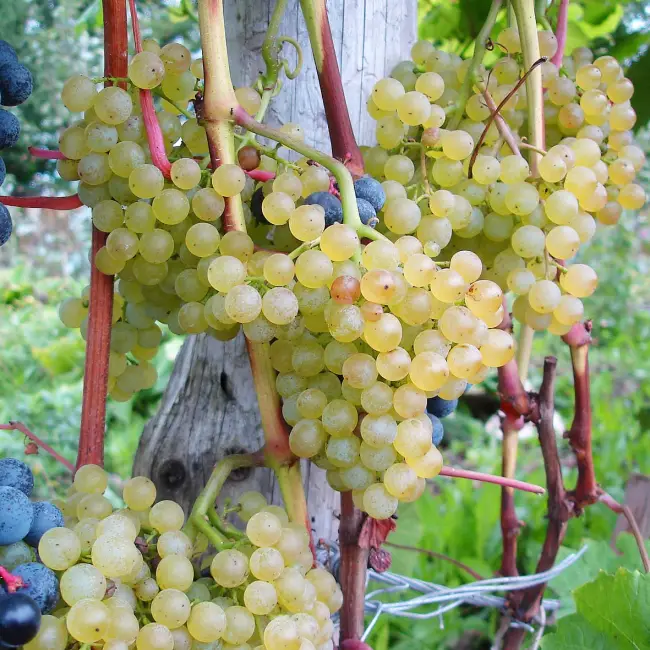 Отзывы садоводов о винограде сорта Коринка русская