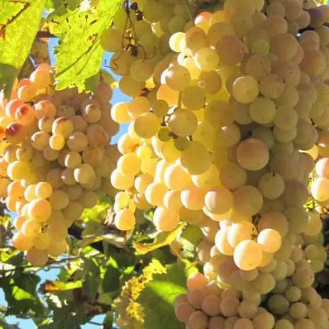 Сравнительная характеристика сортов мускатного винограда