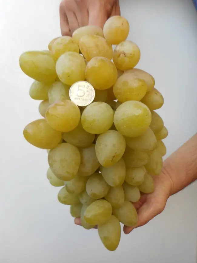 Описание винограда Хризолит.