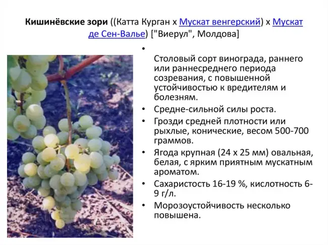 Сравнительная характеристика сортов мускатного винограда
