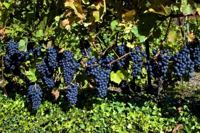 Характеристика винограда сорта Пино Нуар
