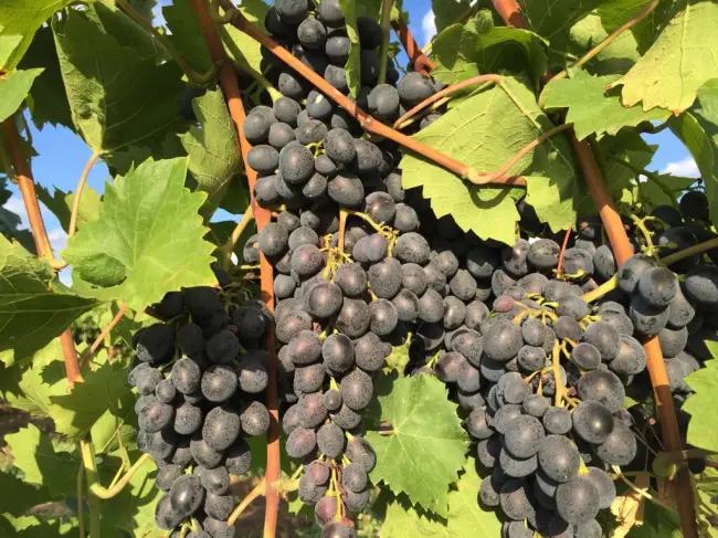 Характеристика винограда Молдова