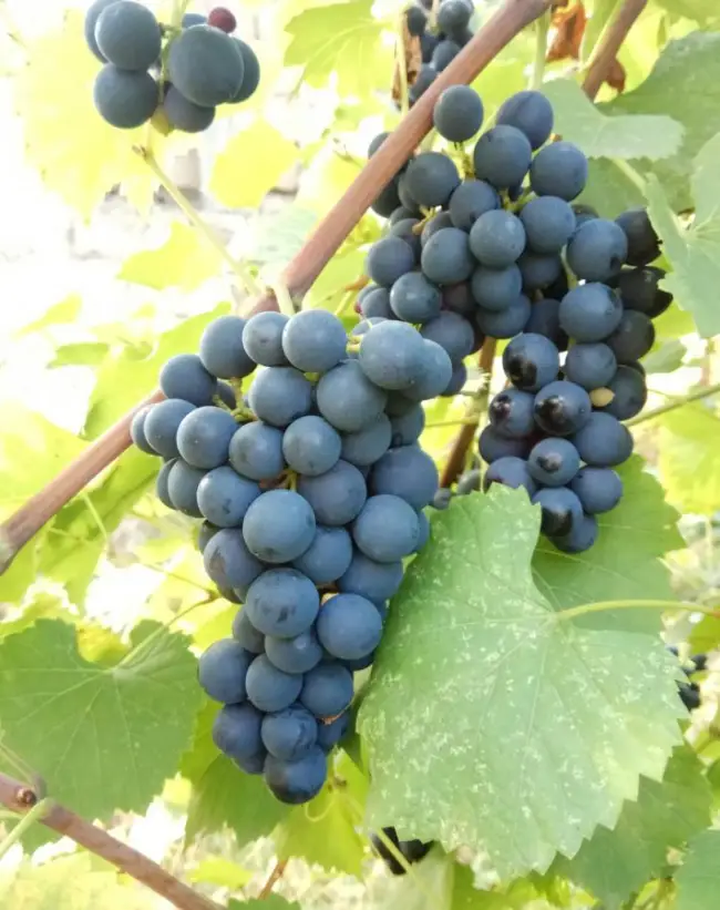 Посадка винограда Молдова
