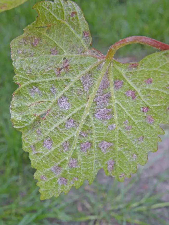 Наиболее устойчивые к паутинному клещу сорта винограда