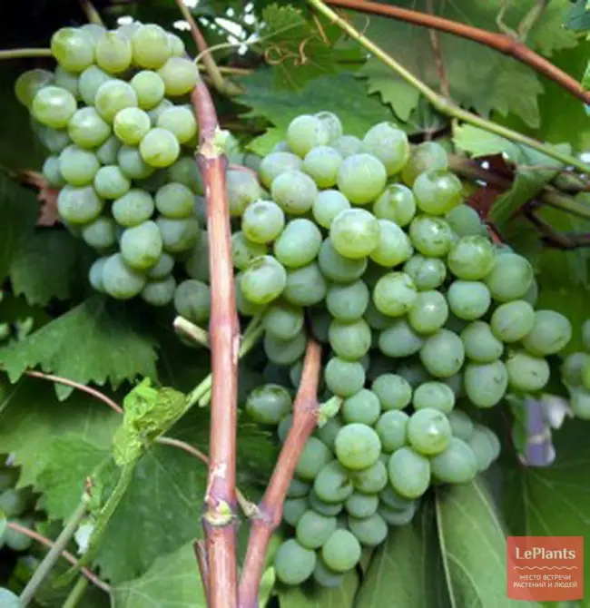 Описание винограда Первенец Магарача