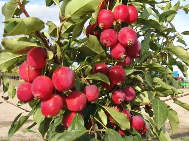 Обзор лучших сортов вишни — по отзывам садоводов