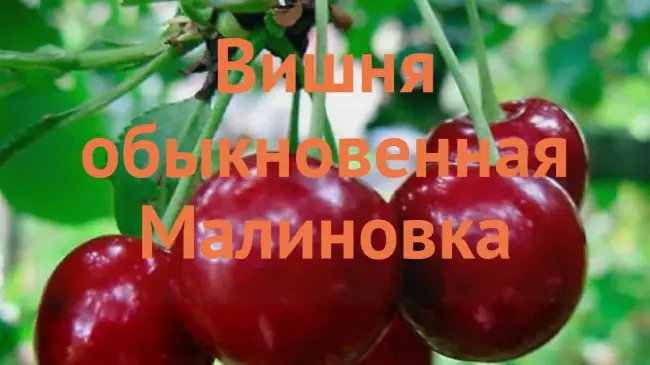 Характеристика заболеваний вишни 