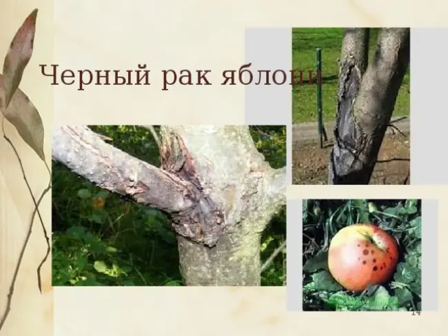 Признаки рака у плодовых деревьев 